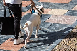 La mayor parte de los propietarios de perros cumplen la normativa y llevan a sus perros por las calles atados y con bozal en aquellos casos que es obligatorio.