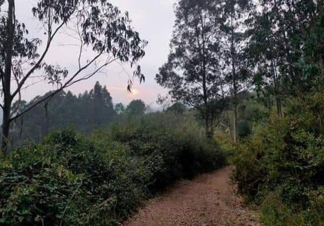 El camino hasta el picu Santufirme transcurre entre terrenos de bosque, por ancha y cómoda pista apta para caminantes y ciclistas