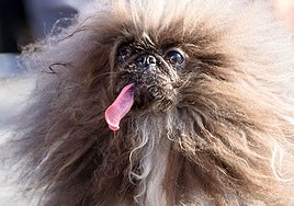 Y el perro más feo del mundo es...