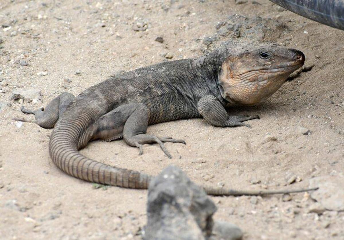 Lagarto gigante de Gran Canaria.