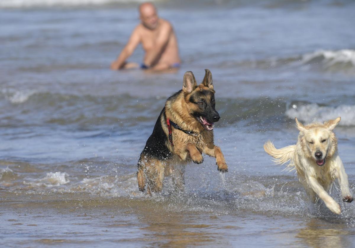 Dos perros se bañan en la costa asturiana.