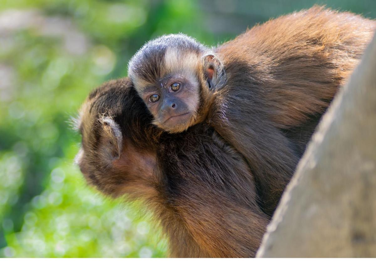 Imagen del anterior nacimiento de un mono capuchino en el zoo de San Esteban de las Cruces, donde se puede ver a la cría agarrada del lomo de la madre.