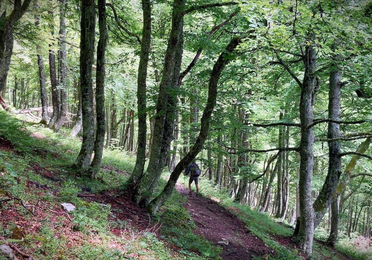 Entre bosques asturianos: los paisajes de la ruta a las cumbres del Maciedome y el Tiatordos