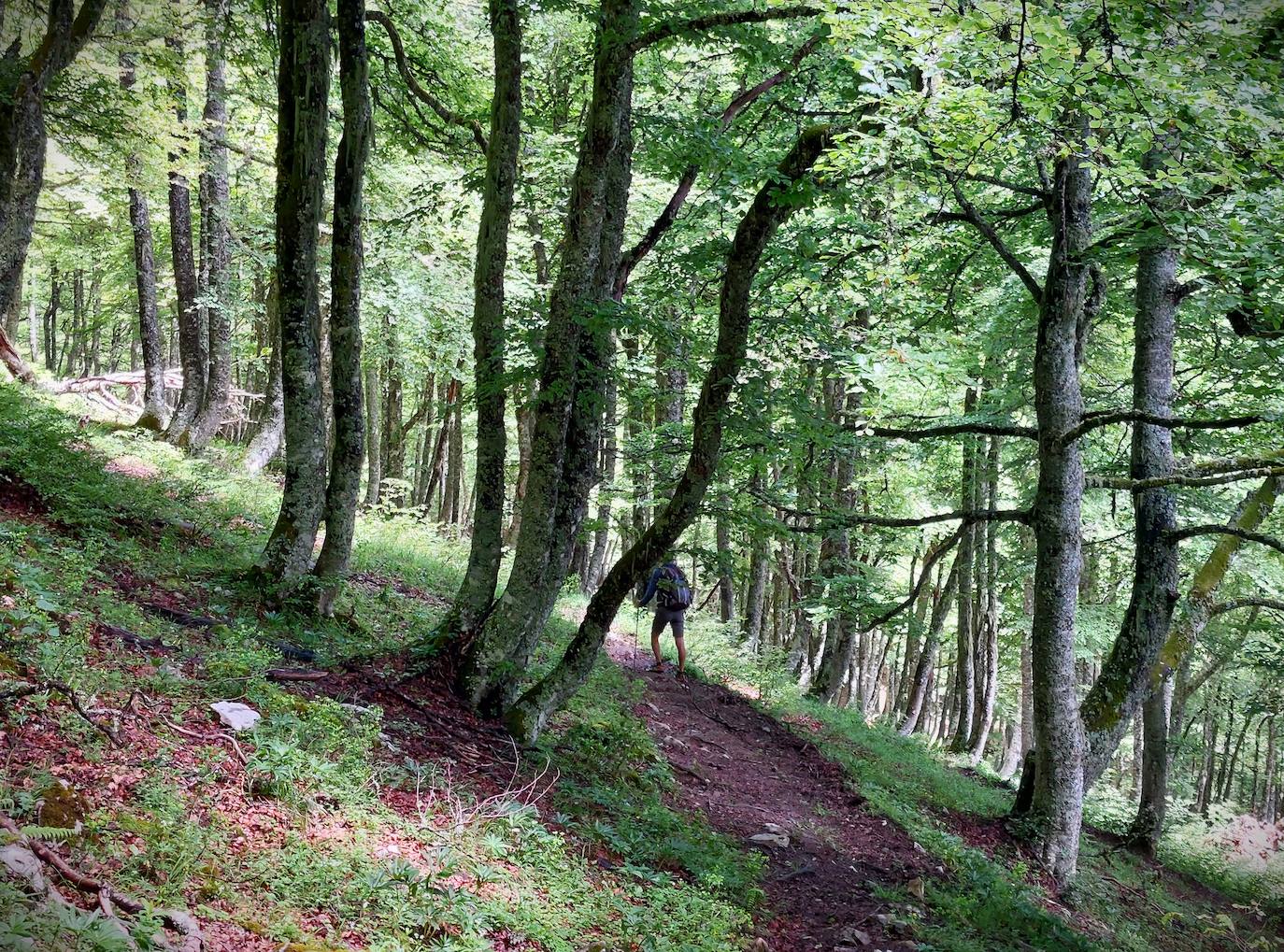 Entre bosques asturianos: los paisajes de la ruta a las cumbres del Maciedome y el Tiatordos