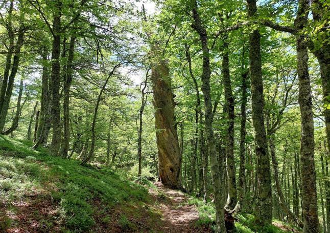 Bosque Cuchiella .