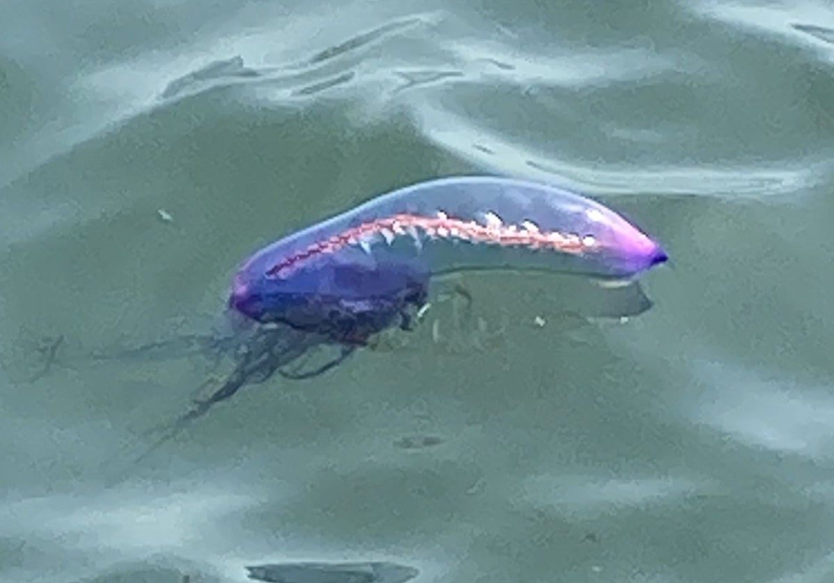 Una carabela portuguesa, en la costa asturiana.