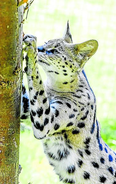 'Tiffany', la hembra de serval.