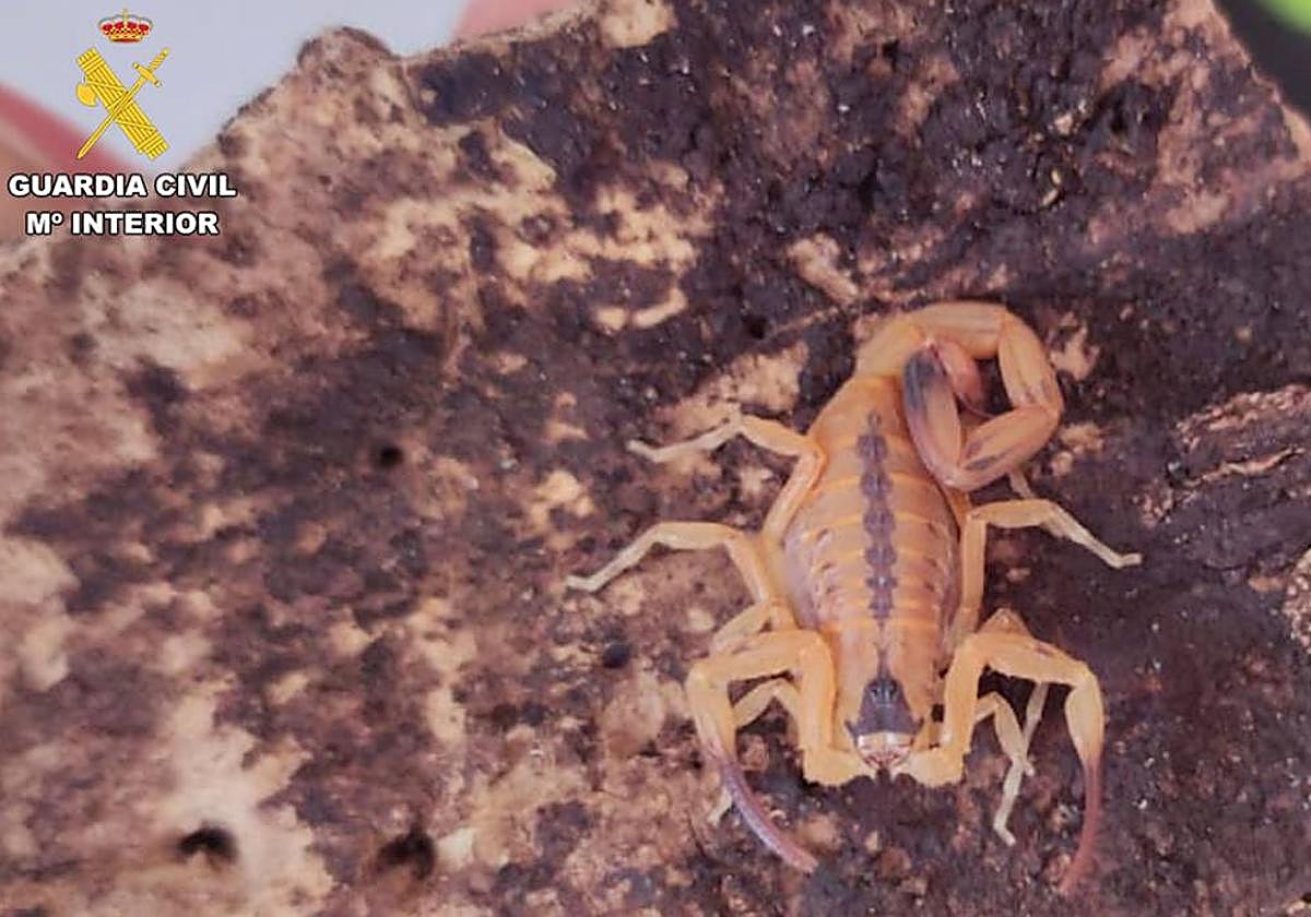 Un escorpión venenoso que el investigado tenía en su casa.
