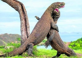 Dos dragones adultos se pelean en la isla indonesia de Komodo.