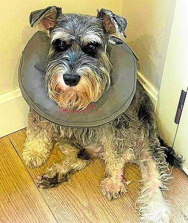 'Terry' tras el ataque.