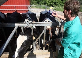 Reclaman al Principado que vacune a los terneros frente a la lengua azul