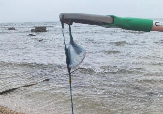 Recogida de carabelas portuguesas en la playa de Peñarrubia.