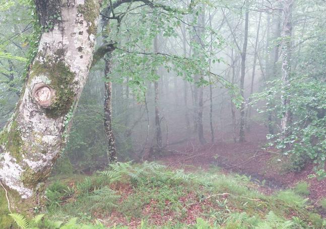 Los tramos de bosque dotan a la ruta de una especial belleza y magia