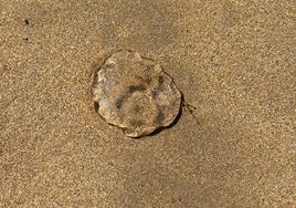 Salpa, con su aspecto gelatinoso, arrastrada el domingo hasta la orilla en la playa de San Lorenzo.