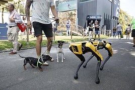 El robot cuadrúpedo que EdP prueba en su central de Tanes, junto a dos perros de paseo por la Fidma