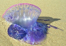 Carabela portuguesa.