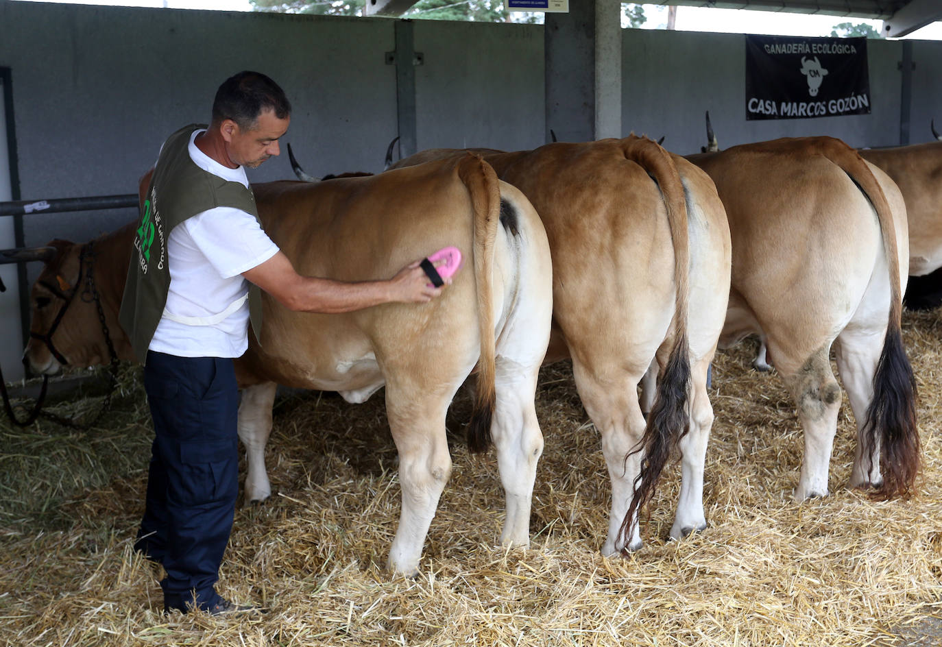 La 49ª Feria Agroalimentaria de Llanera, en imágenes