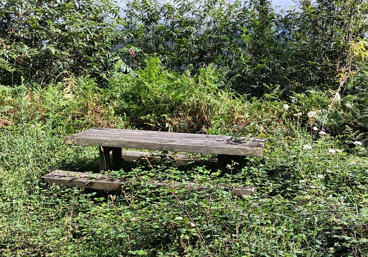 Área recreativa de Sorribas, tomada por la maleza.