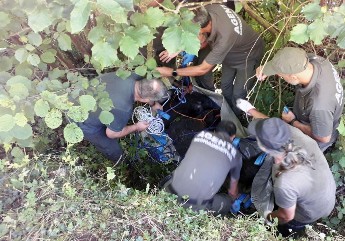 Efectivos de la Patrulla Oso de Asturias, durante el rescate del animal.