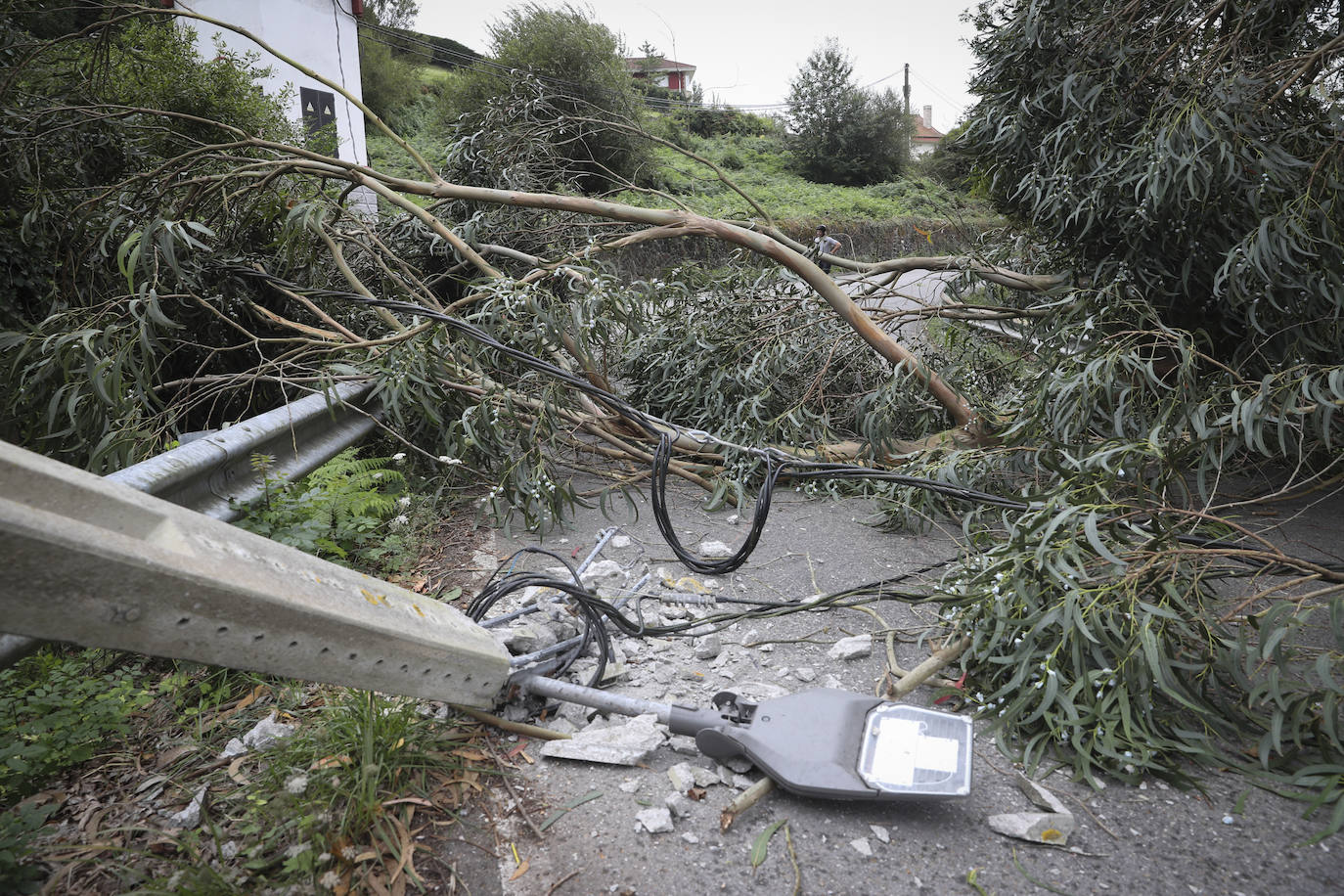 Las fuertes rachan de viento tiran un eucalipto en Gijón