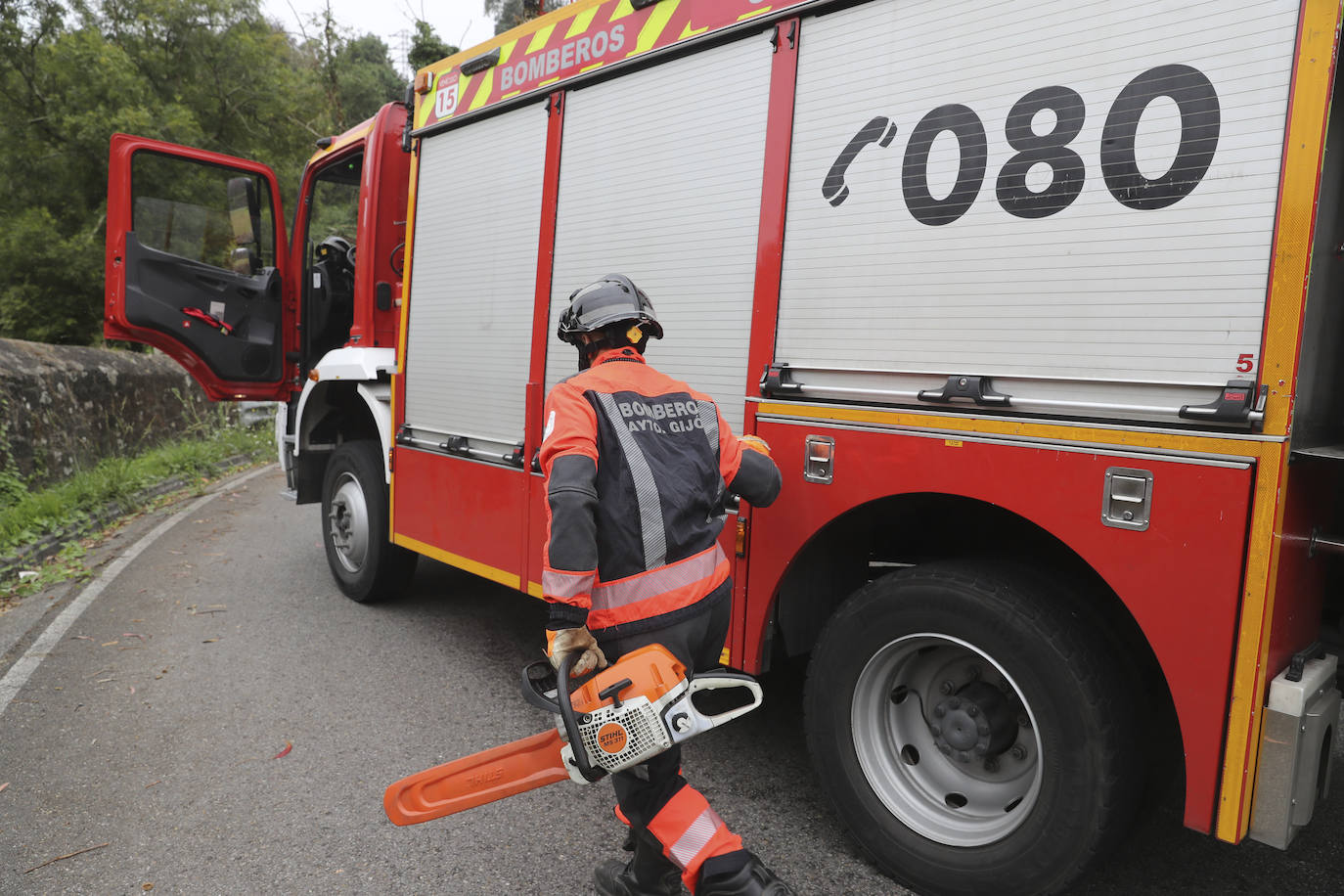 Las fuertes rachan de viento tiran un eucalipto en Gijón