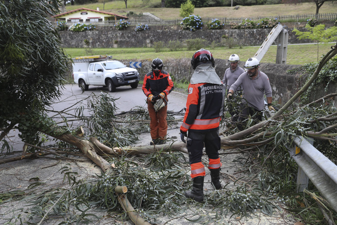 Las fuertes rachan de viento tiran un eucalipto en Gijón