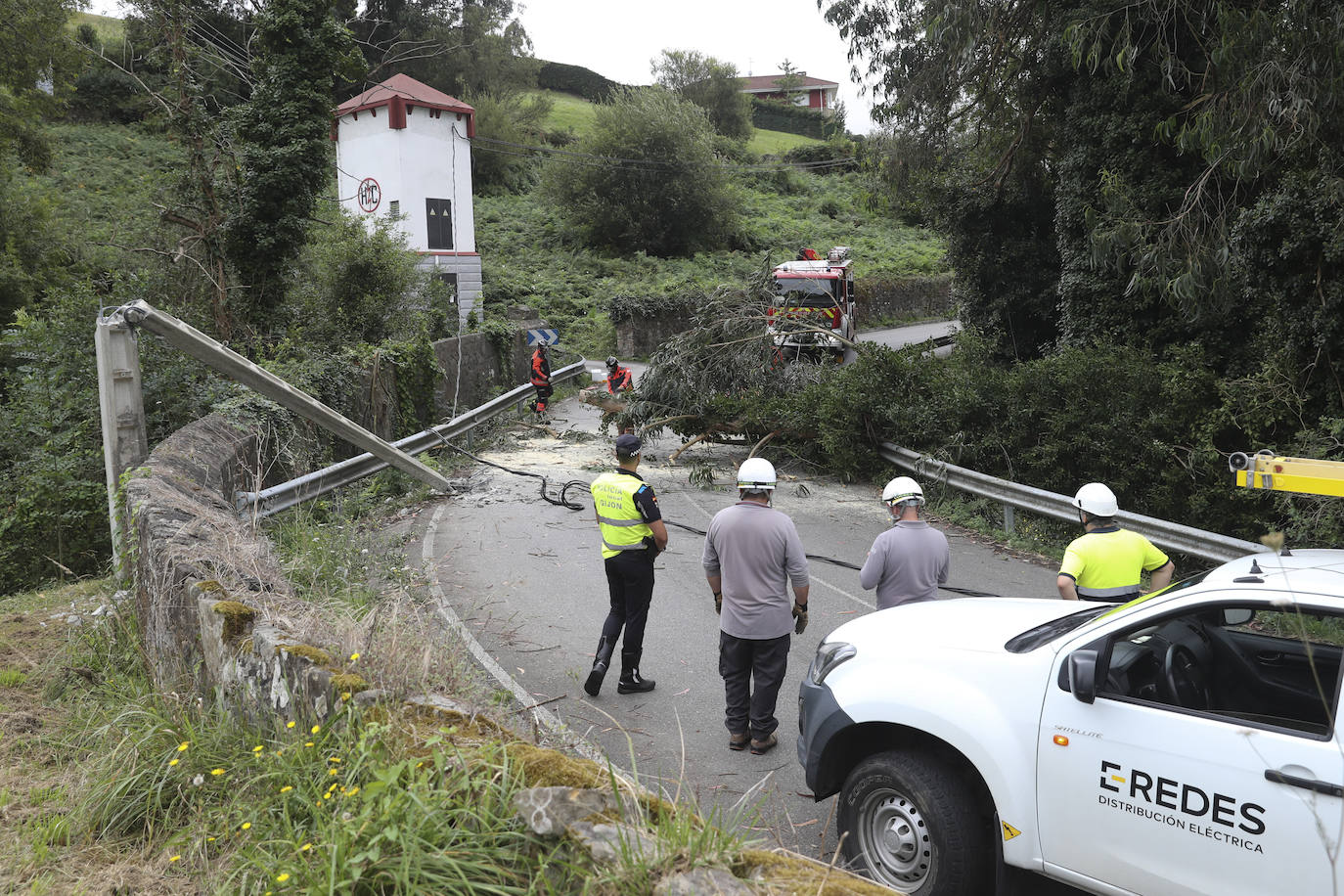 Las fuertes rachan de viento tiran un eucalipto en Gijón