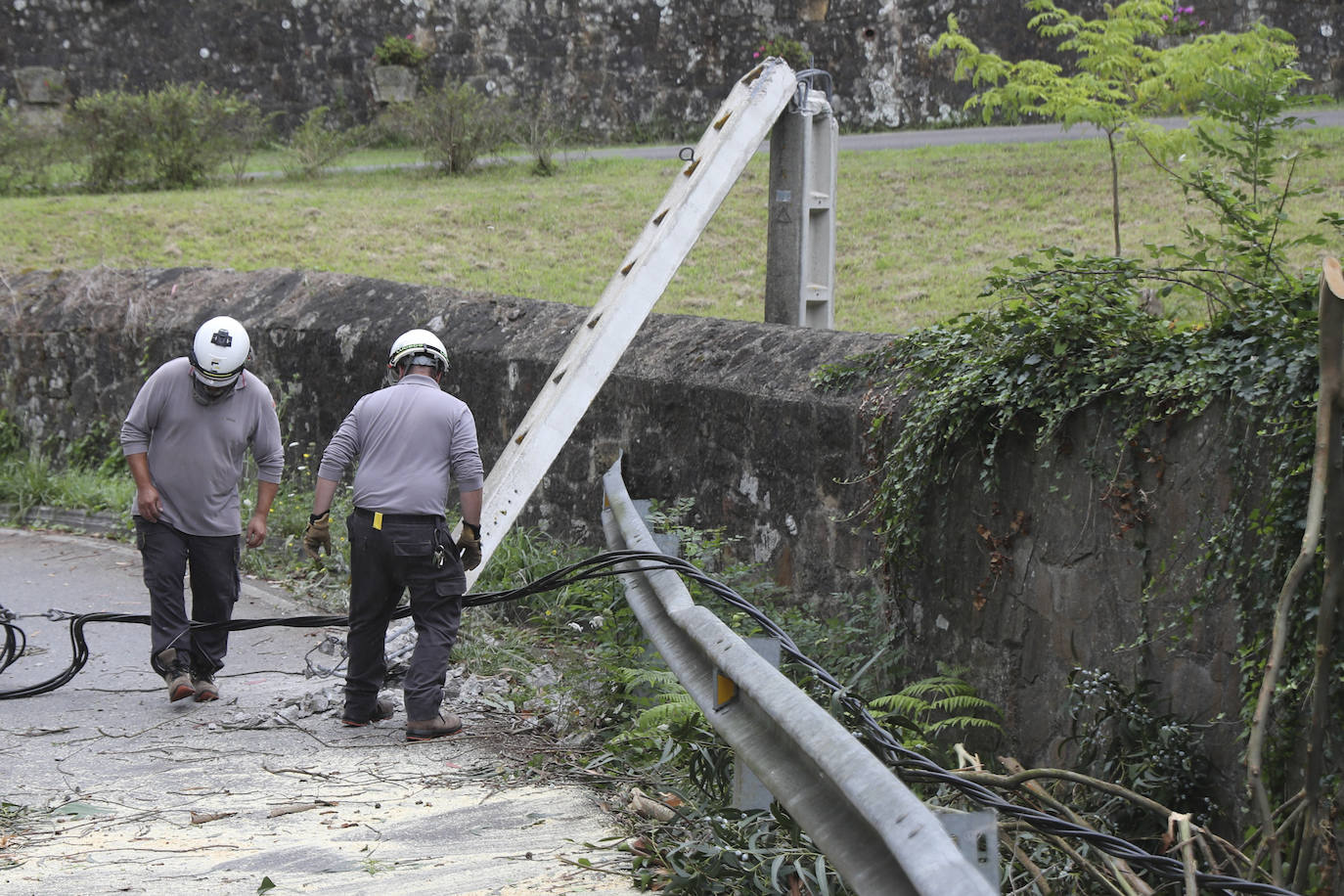 Las fuertes rachan de viento tiran un eucalipto en Gijón