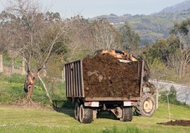 Tractor cargado con cuchu para abonar la tierra en una explotación de San Feliz, en Villaviciosa.