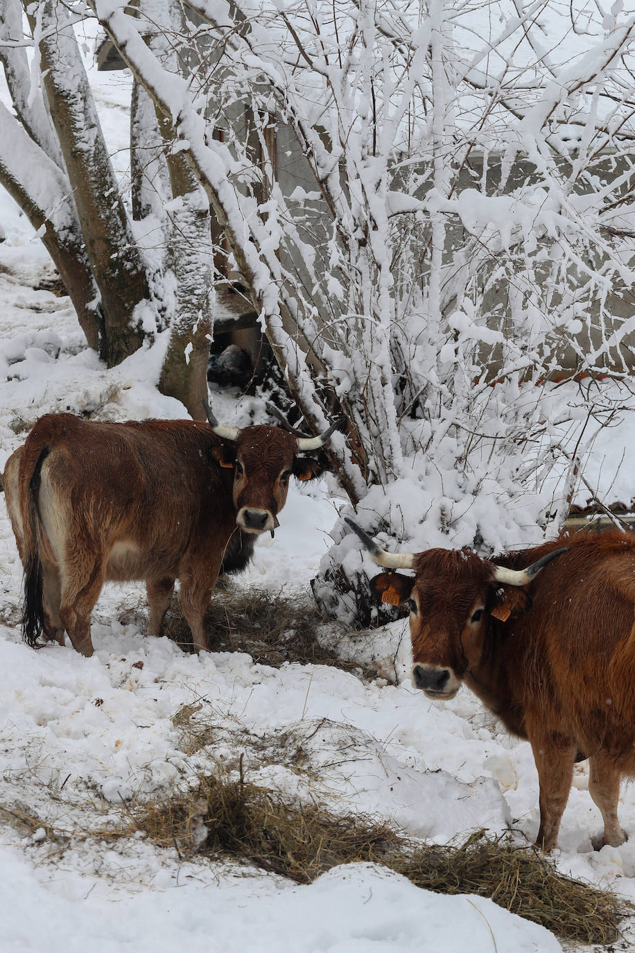 En el corazón de los Picos de Europa: Sotres, un pueblo de altura y de postal