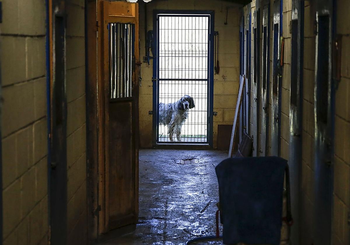 Un perro en el albergue canino de Langreo, en una imagen de archivo.
