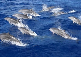 Una manada de delfines, en el mar.