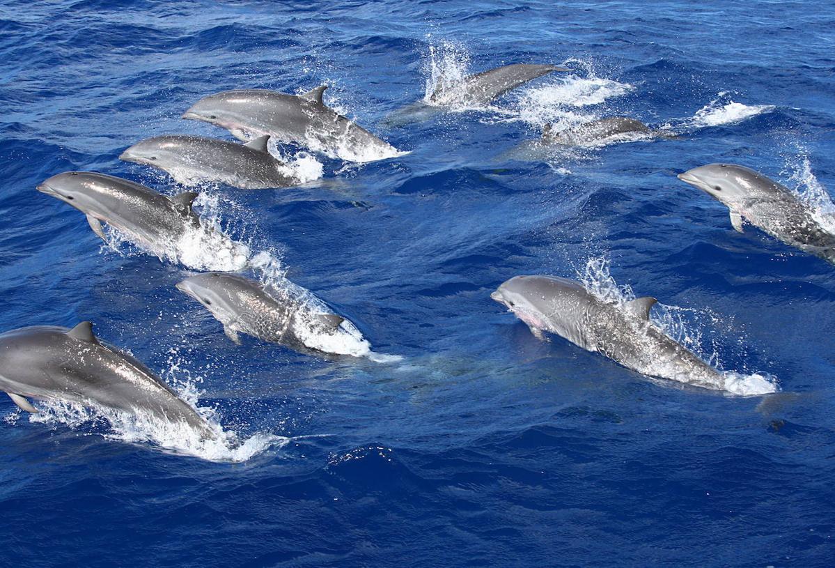 Una manada de delfines, en el mar.