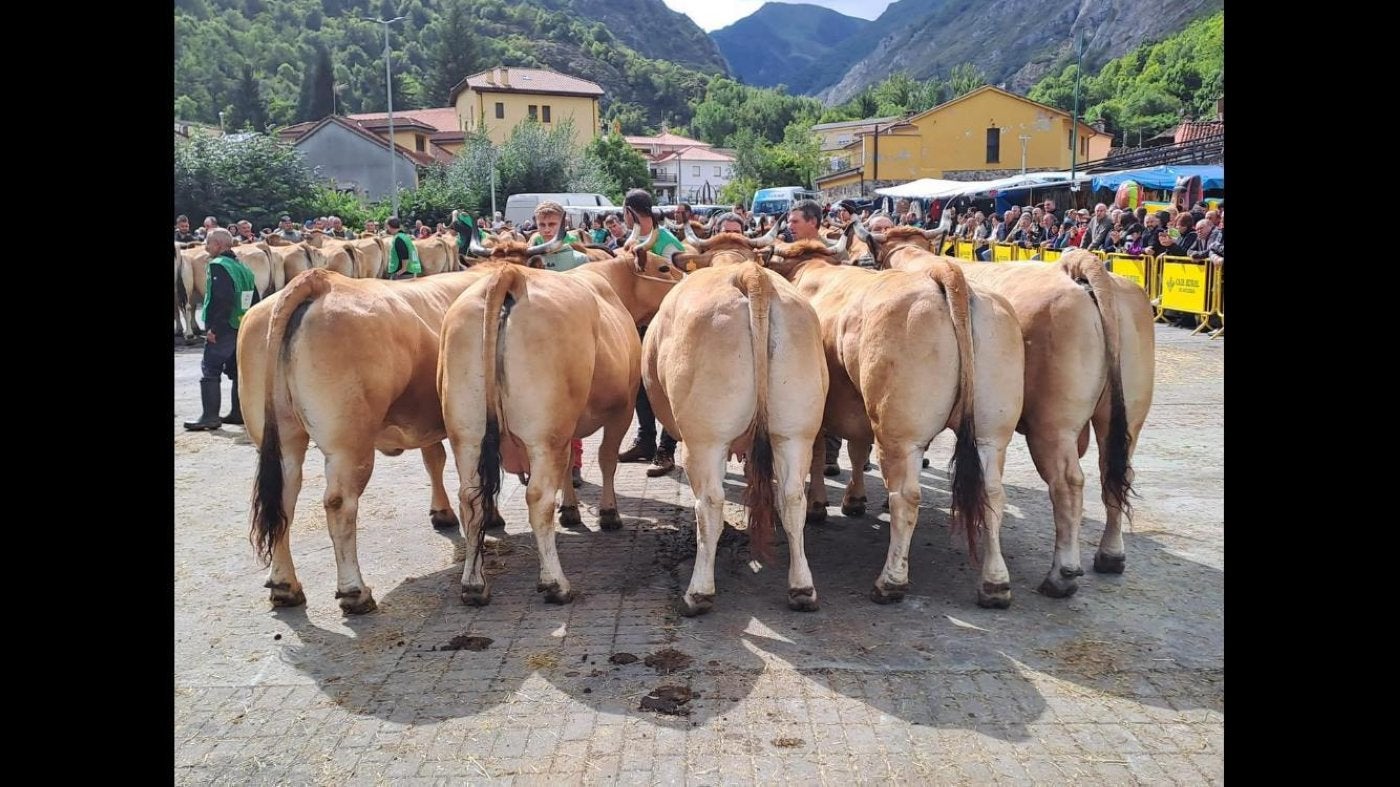 El impresionante lote de vacas de culón de Juan Carlos González.