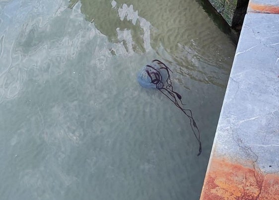 Medusas gigantes en la playa San Lorenzo de Gijón