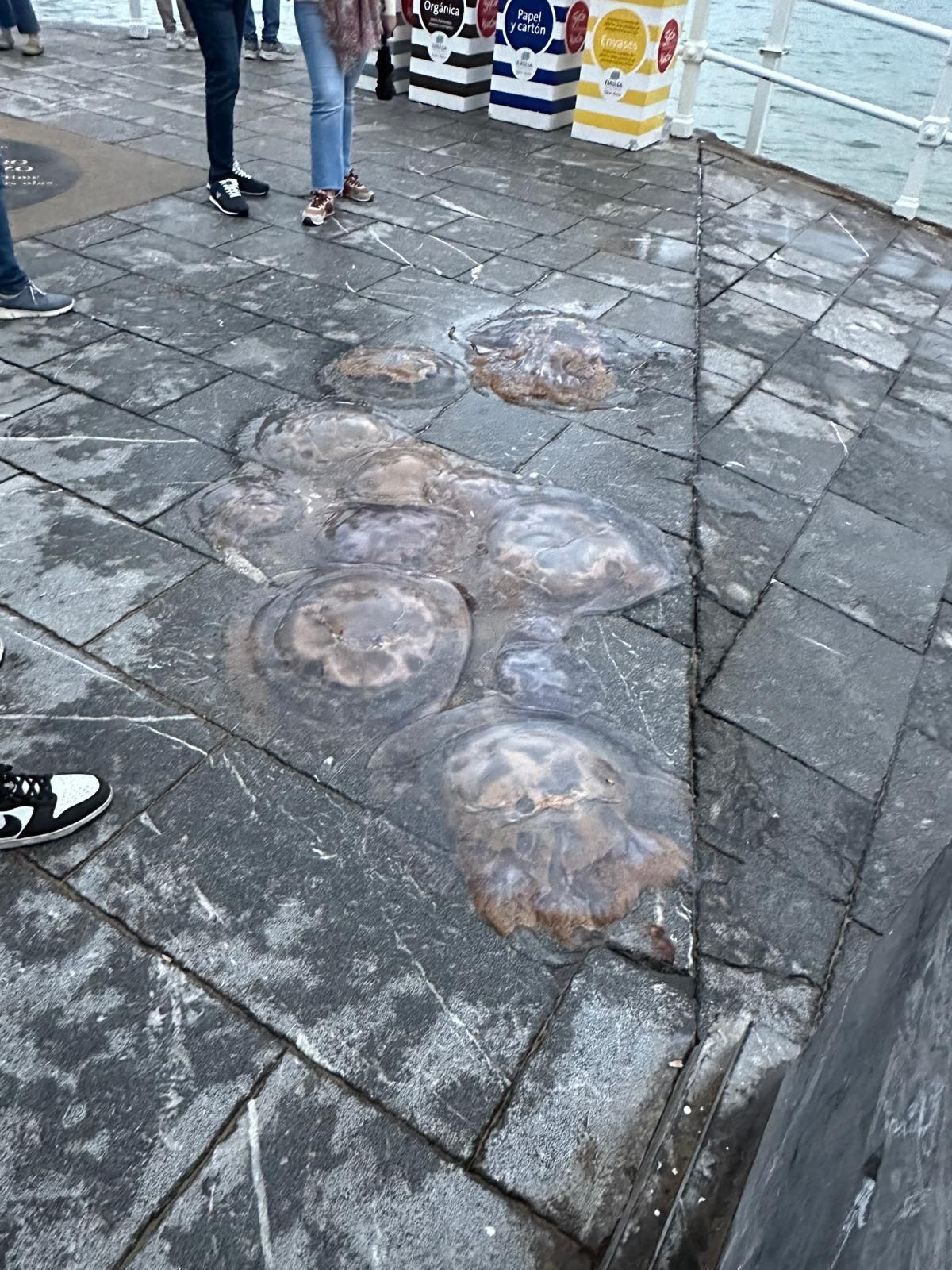 Las medusas suben al Muro de San Lorenzo