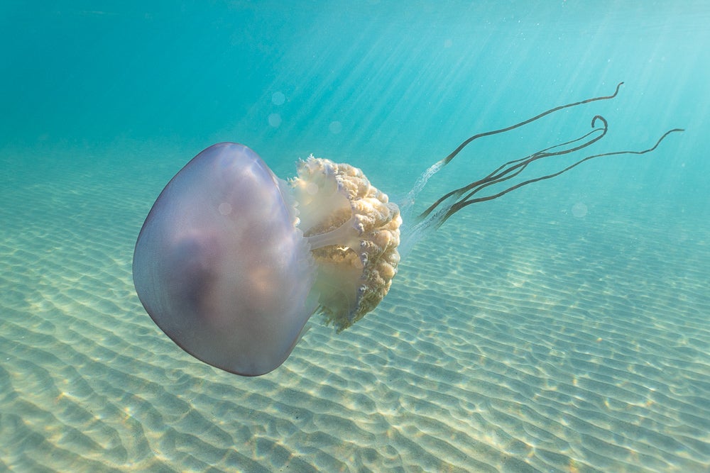 Las impresionantes imágenes de las medusas bajo el mar en Gijón