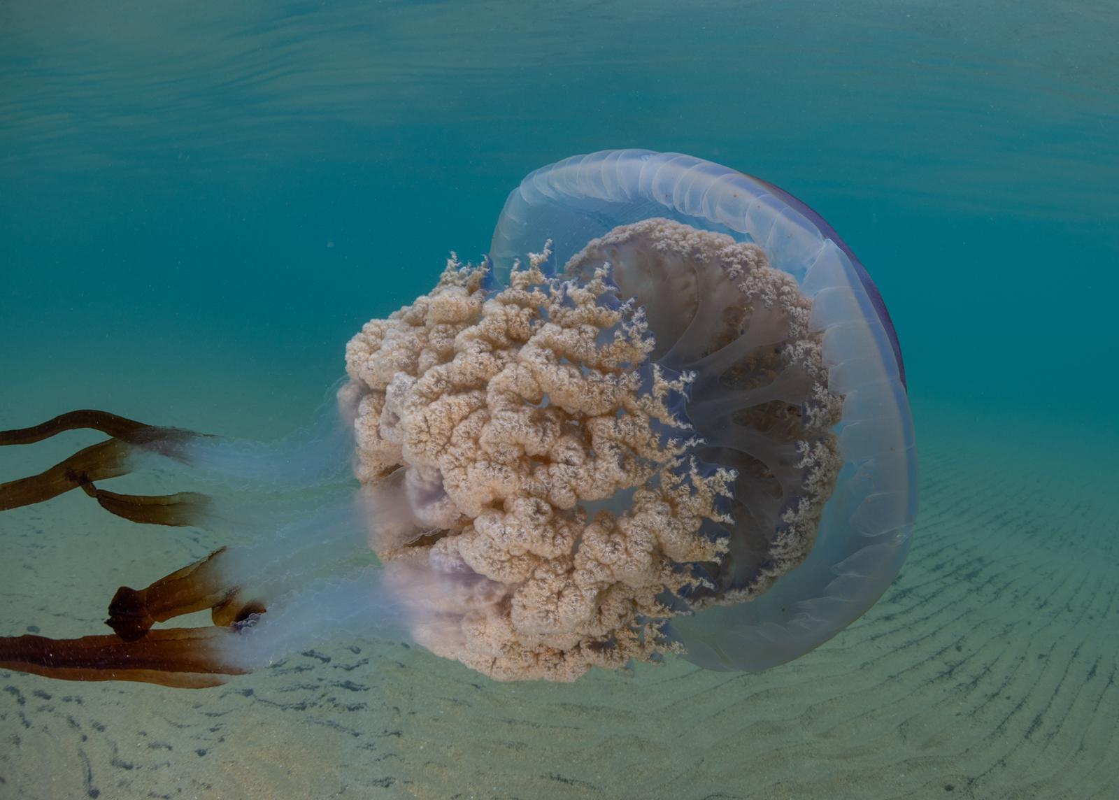 Las impresionantes imágenes de las medusas bajo el mar en Gijón