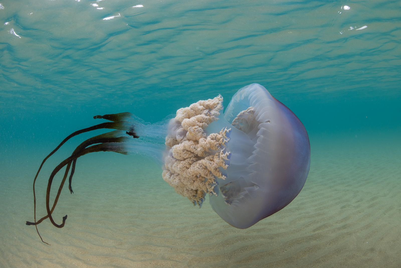 Las impresionantes imágenes de las medusas bajo el mar en Gijón