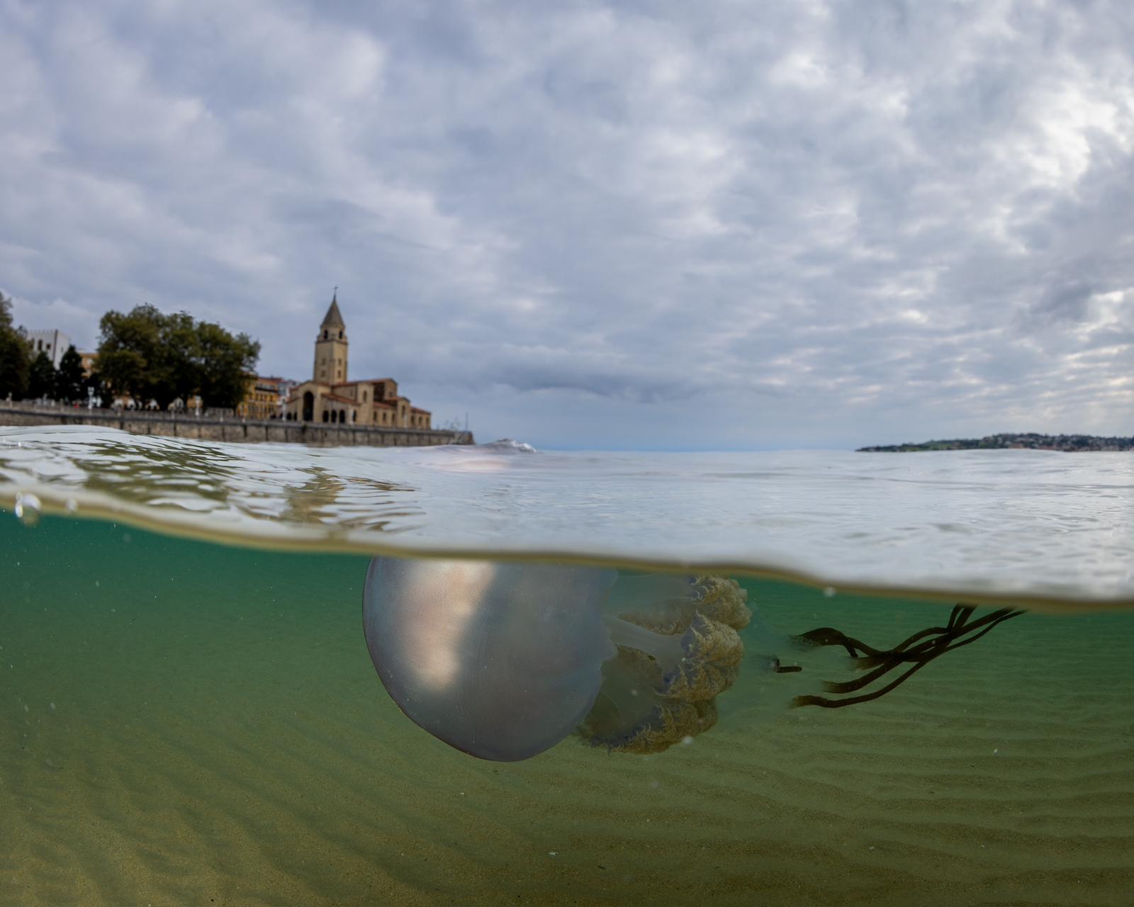 Las impresionantes imágenes de las medusas bajo el mar en Gijón