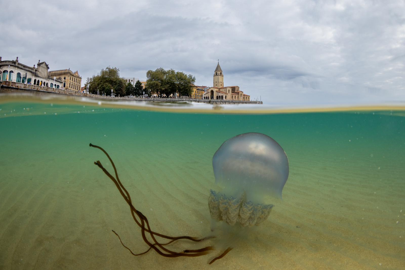 Las impresionantes imágenes de las medusas bajo el mar en Gijón