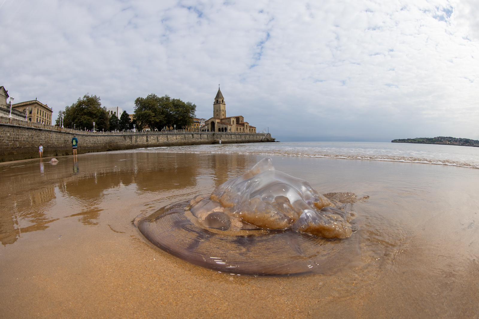 Las impresionantes imágenes de las medusas bajo el mar en Gijón