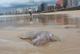 Una gran medusa varada en la playa de San Lorenzo hoy jueves.