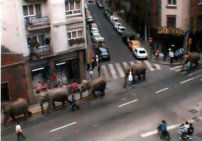 Elefantes transitando por el cruce de la calle Adosinda provenientes de una visita circense. Foto: Óscar Vieyo. Fecha: 1984.