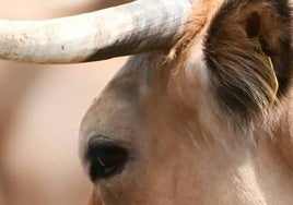 Herido grave un hombre de 75 años al recibir la cornada de una vaca en Villaviciosa