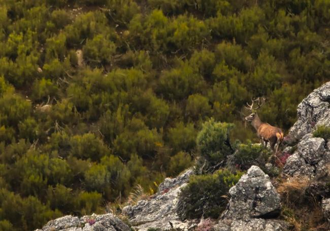 La berrea es un fenómeno único y muy especial que en el Parque Natural de Redes se puede disfrutar, sin grandes esfuerzos, en primera fila