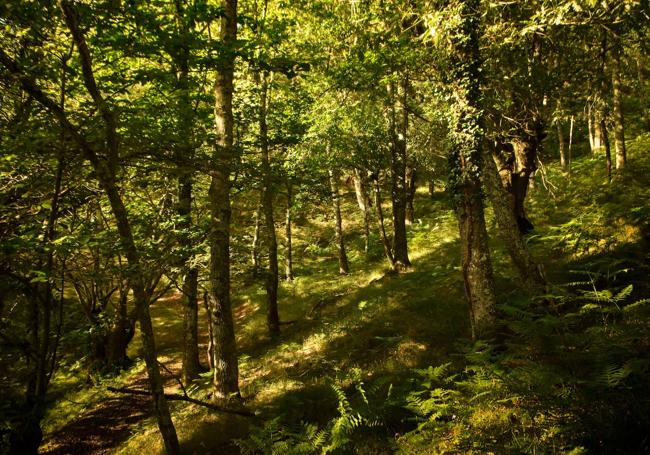 Las rutas en busca del «Bramido de la montaña» son sencillas, de 3,5 y 6,5 kilómetros, sin apenas desnivel y transitan por bosques profundos, senderos viejos y laderas entornadas