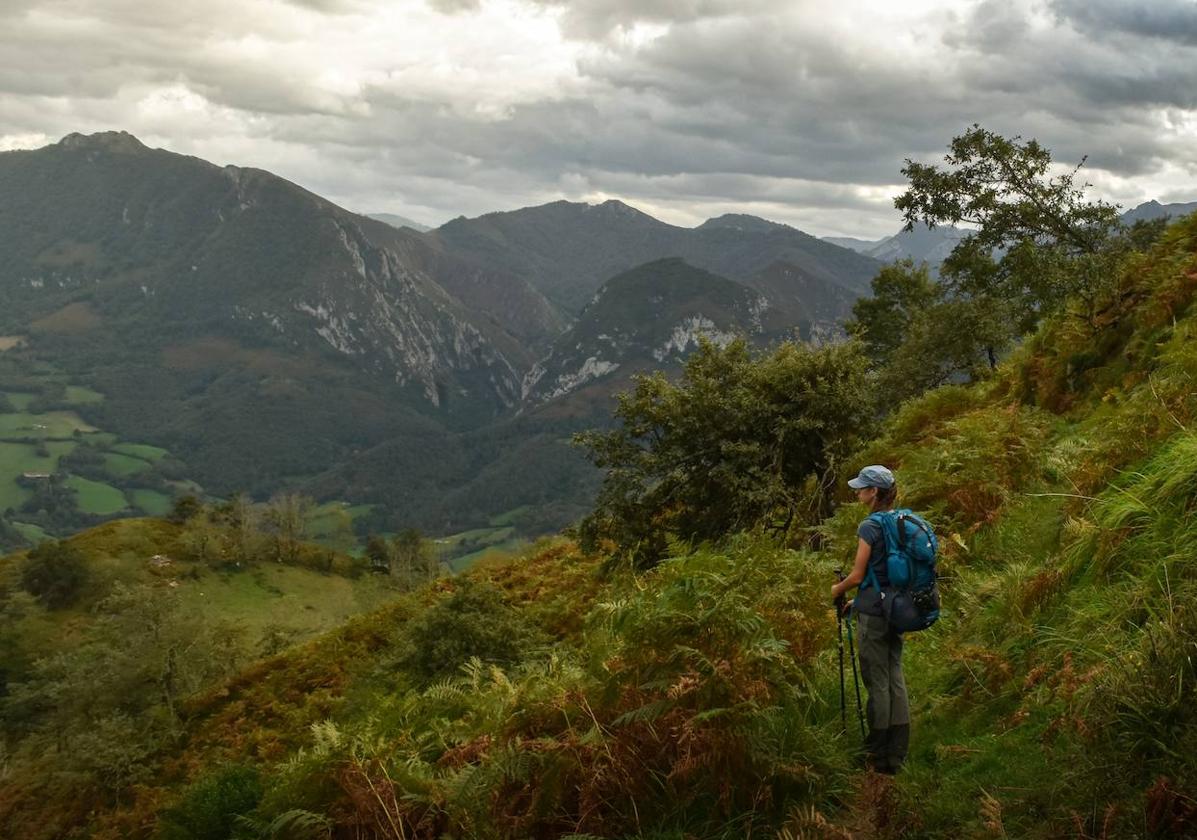 Una actividad para toda la familia en el Parque Natural de Redes que, además de ofrecer la posibilidad de disfrutar del fenómeno de la berrea, pretende dar a conocer la biología de los ciervos y las caracteristicas de los bosques y las laderas en las que habitan