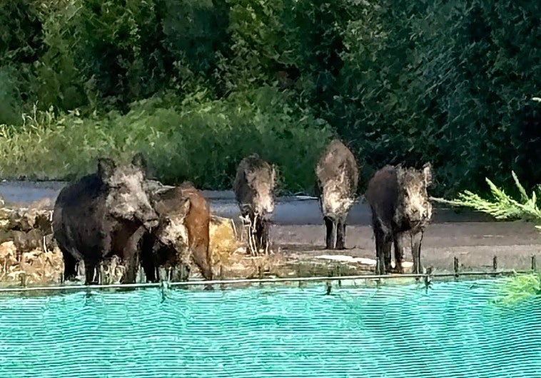 Los jabalíes, junto al Museo Evaristo Valle de Gijón.