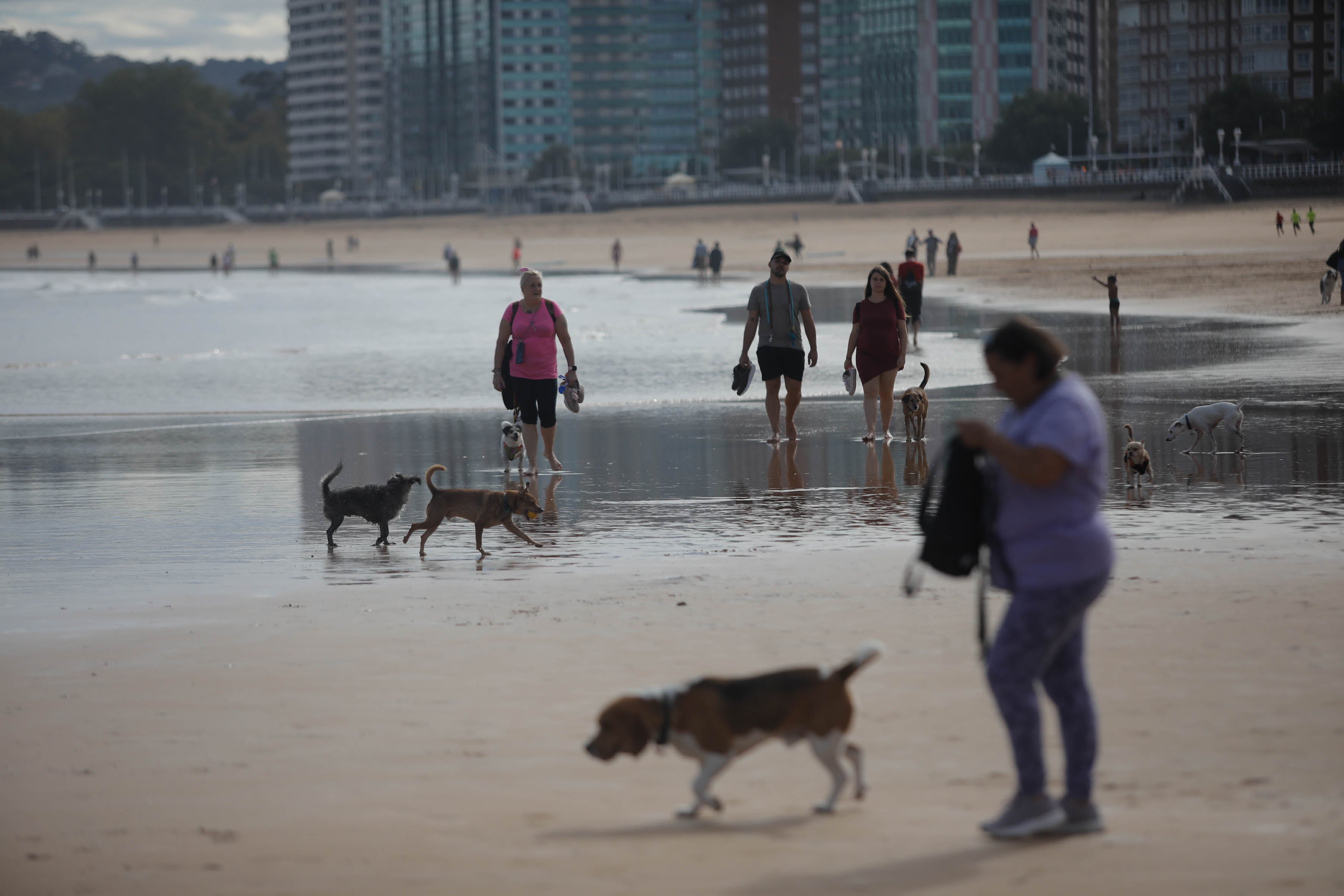 Diversión canina en San Lorenzo: los perros vuelven a playa